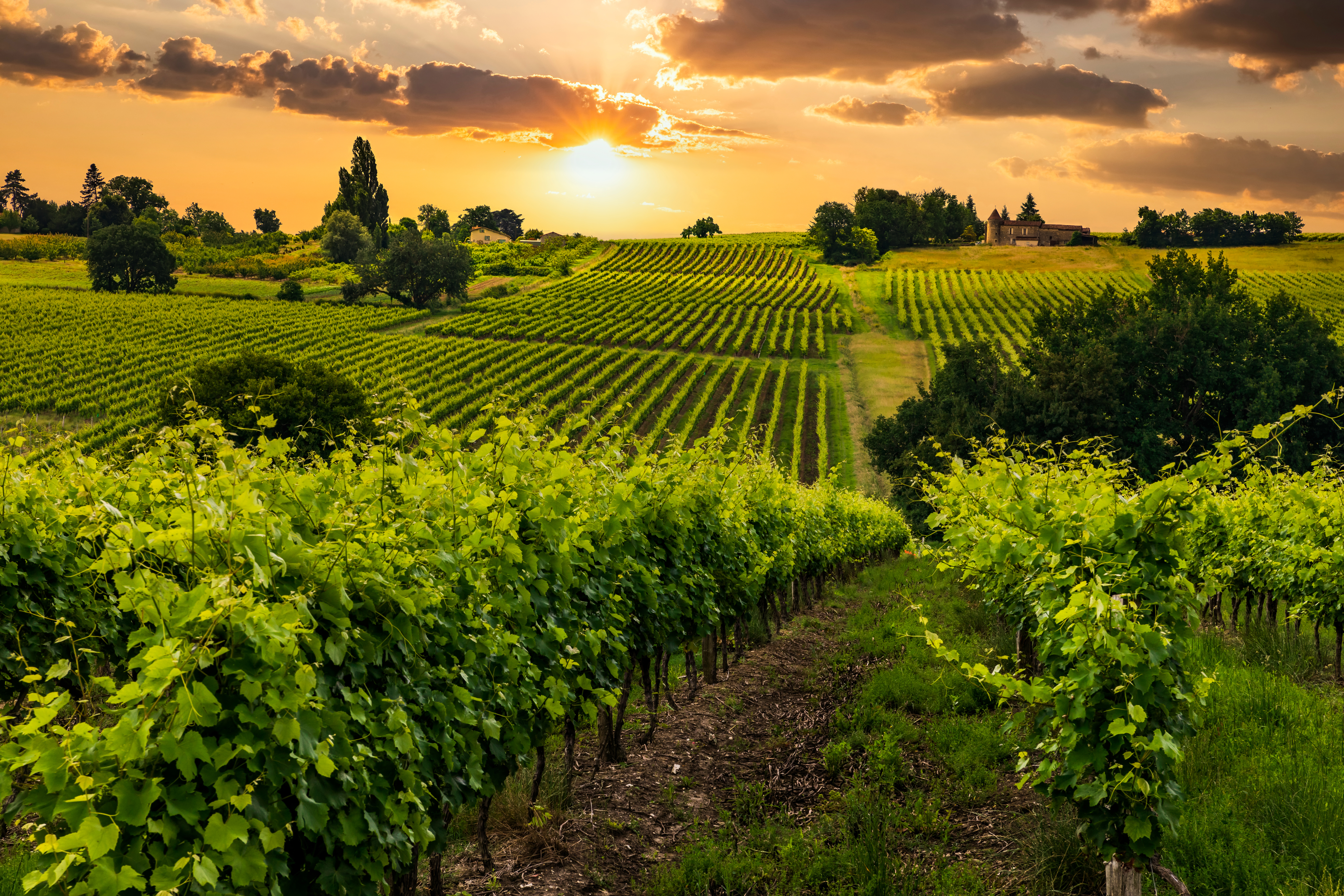 You could take a wine-fuelled tour through the vineyeard-rich region around Bordeaux