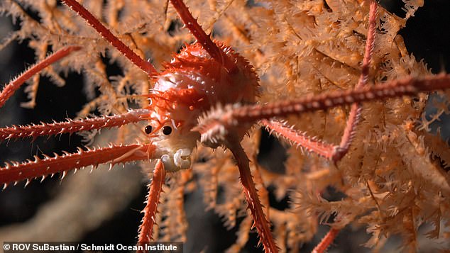The team mapped a total of 20,377 square miles (52,777 square kilometres) of the seafloor. Pictured: a squat lobster