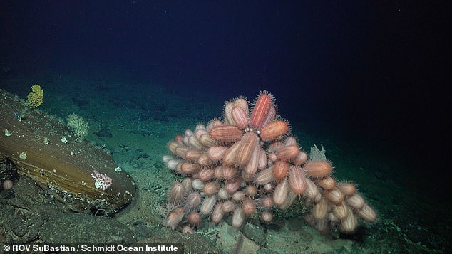 A bright red fish known as a Chaunax was spotted at a depth of 1,388 metres, while Oblong Dermechinus urchins (pictured) were documented at 516 metres