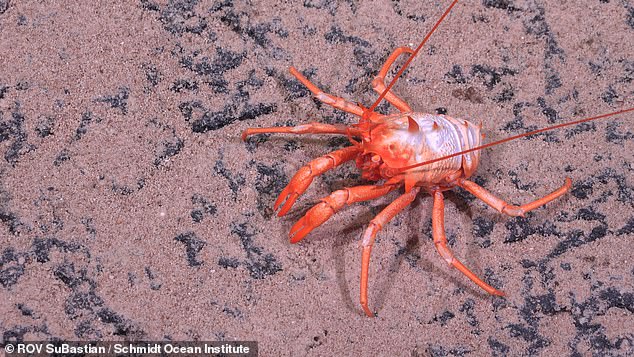 'Full species identification can take many years,' said Dr Jyotika Virmani, Schmidt Ocean Institute Executive Director. Pictured: a squat lobster