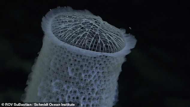 Other new creatures discovered during the dive include a web-like sponge (pictured), a spiraling coral, and a spiky urchin