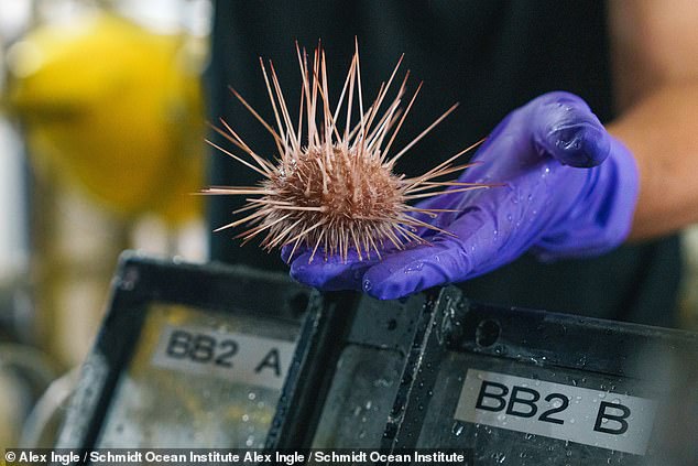 'Dr Sellanas and his team have an incredible number of samples from this amazingly beautiful and little-known biodiversity hotspot,' said Dr Virmani. Pictured: an urchin