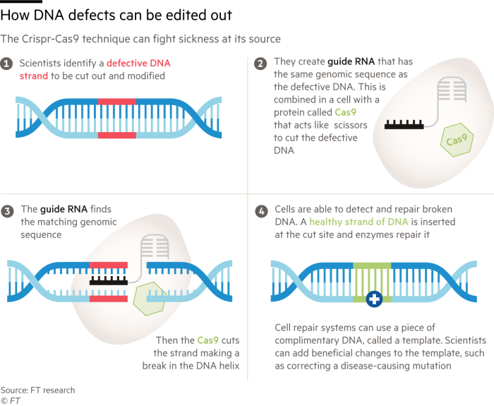 How DNA defects can be edited out. Graphic explaining how the Crispr-Cas9 technique can fight sickness at its source 
