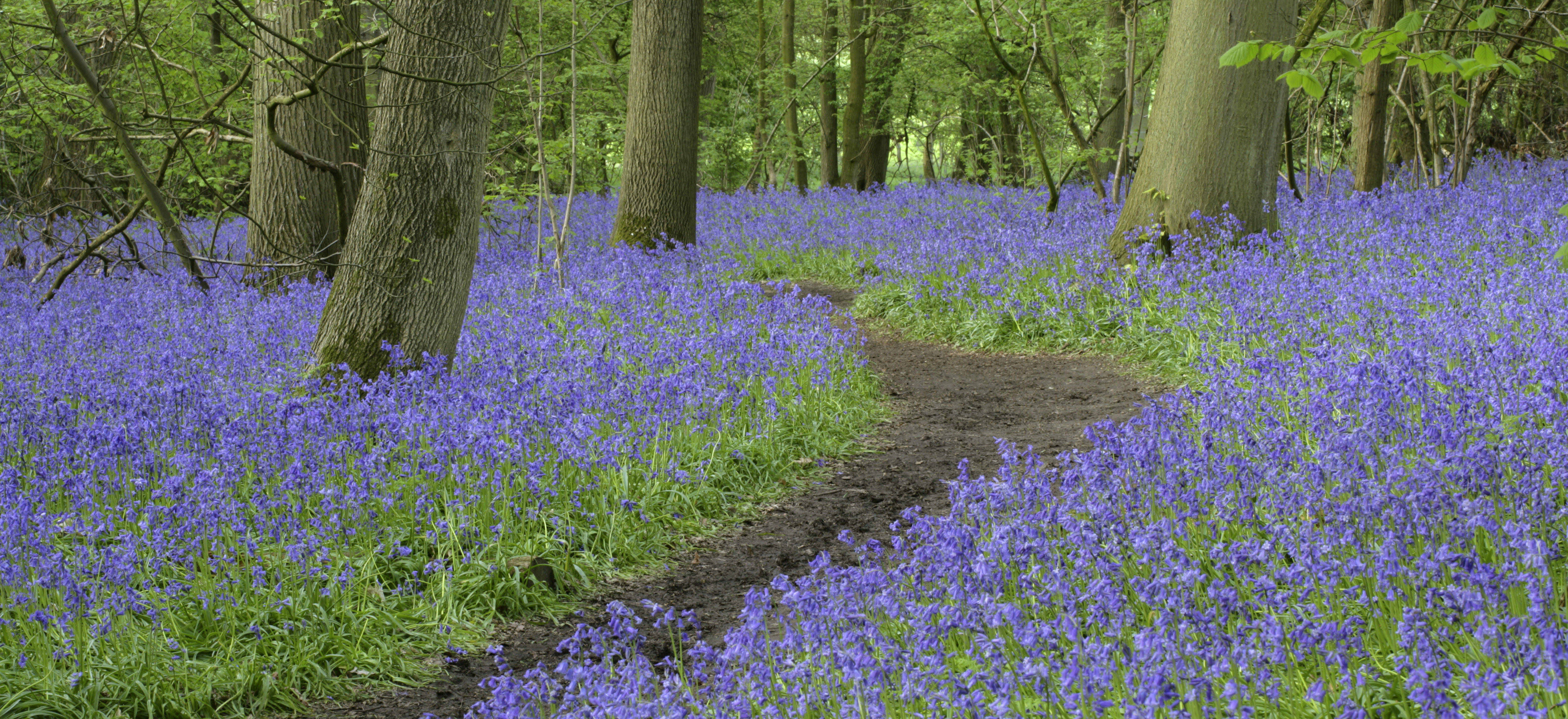 The Bluebell Woodland at Hatchlands Park - one of the largest country estates in the green belt surrounding Greater London