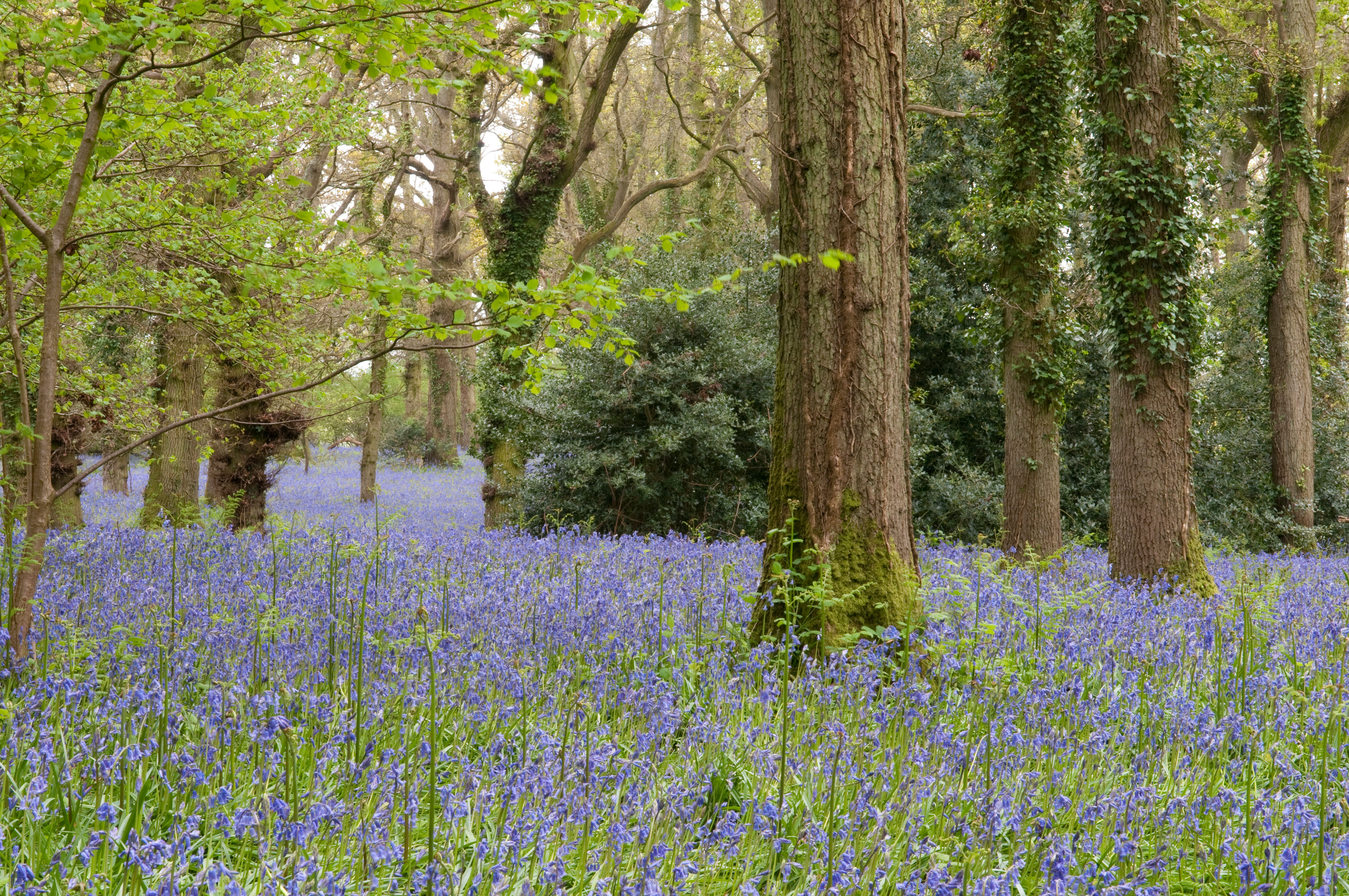 Pamphill Bluebell Wood is located in East Dorset