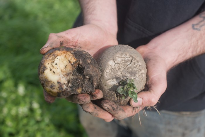 Luke Abblitt with some of the potatoes that have rotted because of excess rain