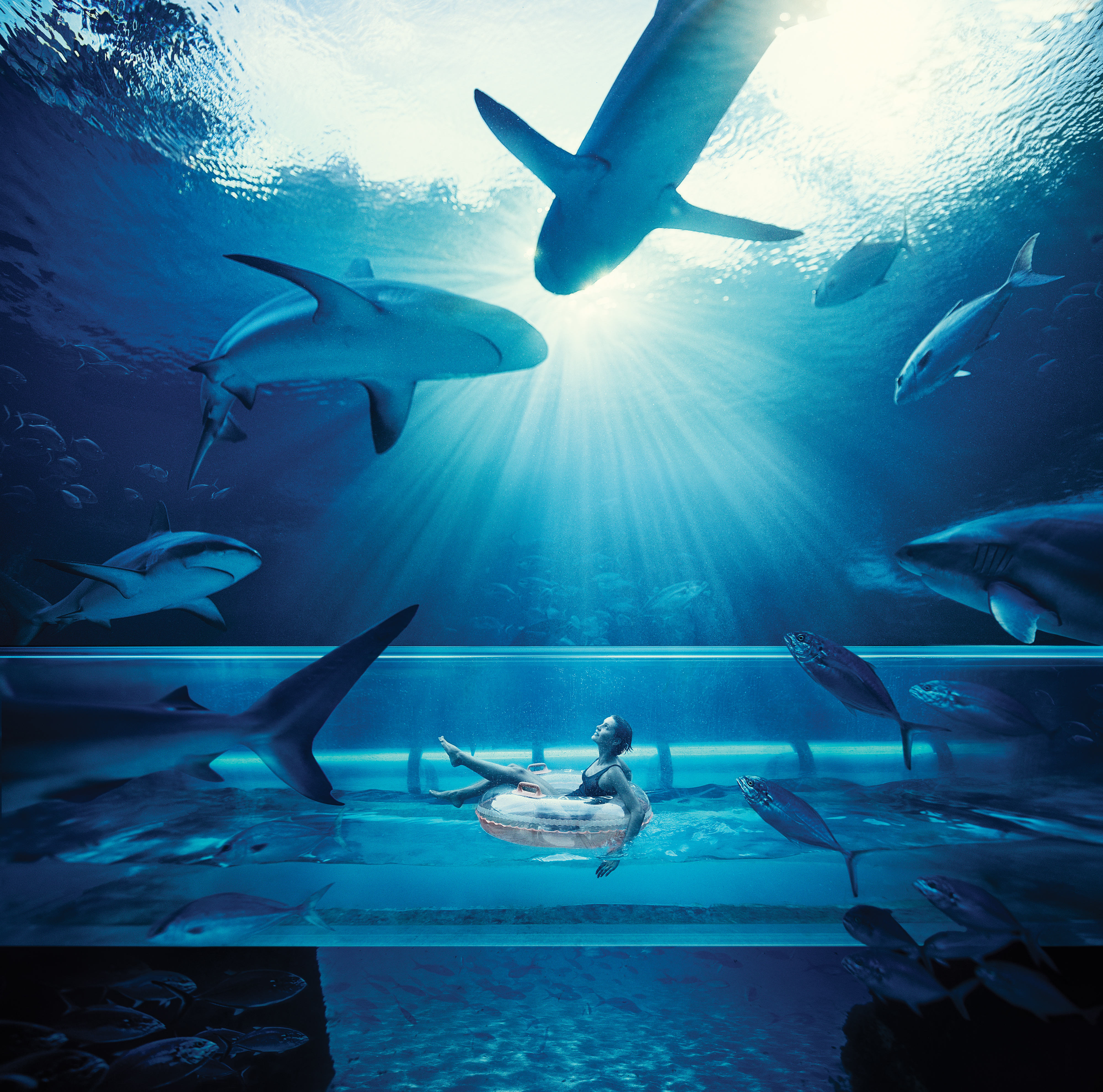 Float through a shark tank in an underwater tube